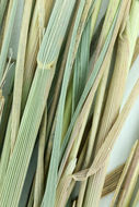 Image of serpentine reedgrass