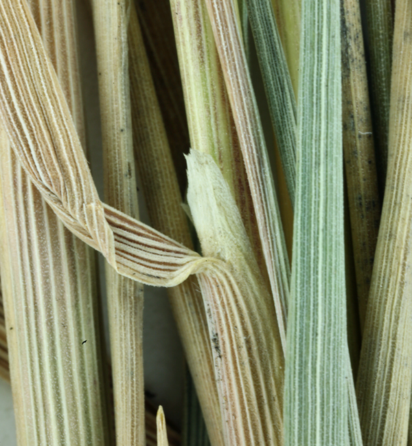 Image of serpentine reedgrass