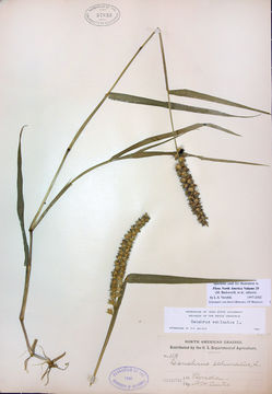 Image de Cenchrus echinatus L.