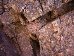 Image of Parodia microsperma (F. A. C. Weber) Speg.