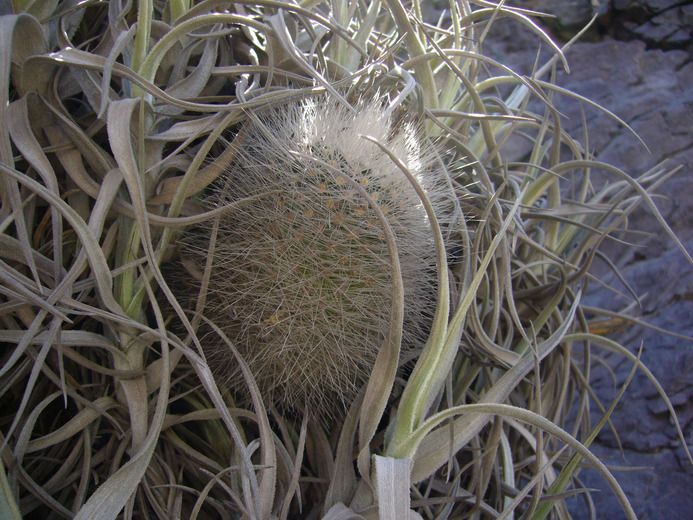 Image of Parodia nivosa (Fric) Backeb.