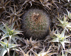 Image of Parodia stuemeri (Werderm.) Backeb.