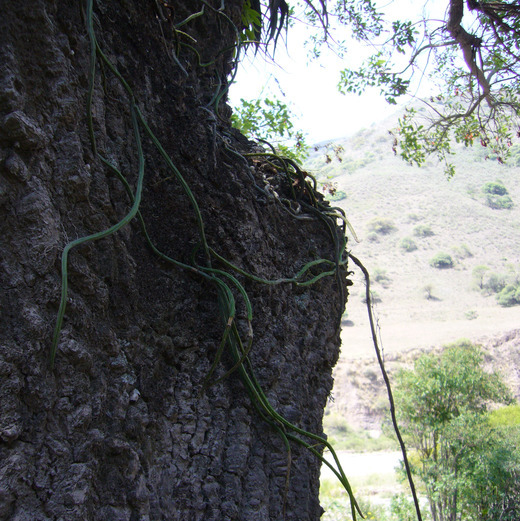 Image of <i>Rhipsalis aculeata</i>