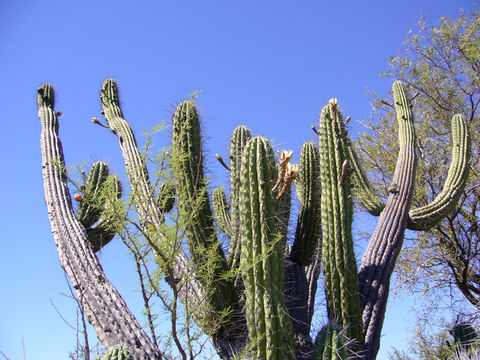 Image of Stetsonia coryne (Salm-Dyck) Britton & Rose