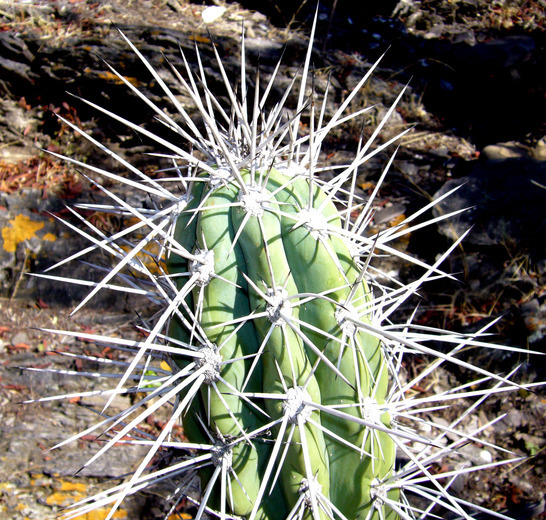 Image of Stetsonia coryne (Salm-Dyck) Britton & Rose