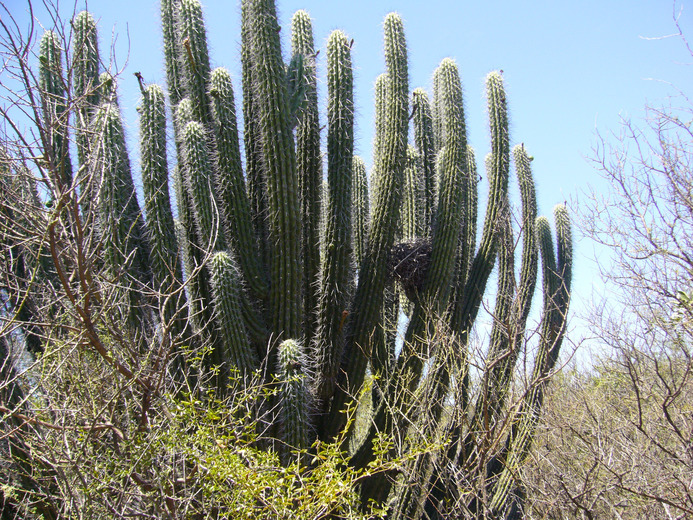 Image of Stetsonia coryne (Salm-Dyck) Britton & Rose