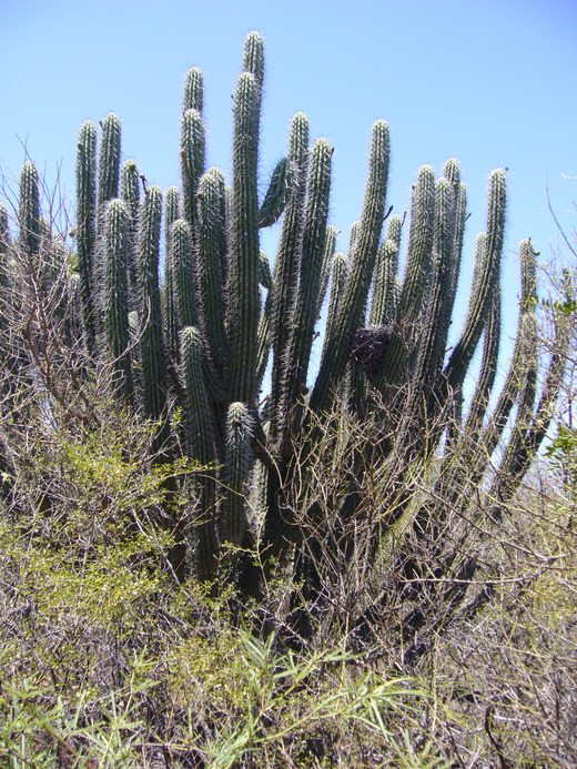 Image of Stetsonia coryne (Salm-Dyck) Britton & Rose