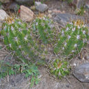 Image of Echinopsis candicans (Gillies ex Salm-Dyck) D. R. Hunt