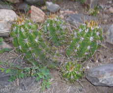 Image de Echinopsis candicans (Gillies ex Salm-Dyck) D. R. Hunt