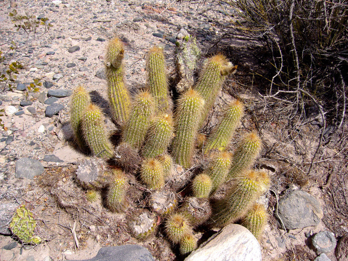 Image of Echinopsis huascha (F. A. C. Weber) H. Friedrich & G. D. Rowley