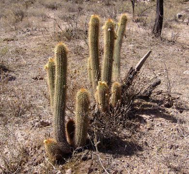 صورة Echinopsis huascha (F. A. C. Weber) H. Friedrich & G. D. Rowley