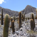 Image of Echinopsis atacamensis subsp. pasacana (F. A. C. Weber ex Rümpler) G. Navarro