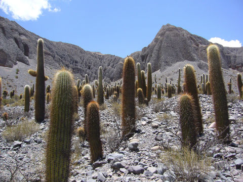 Imagem de Echinopsis atacamensis subsp. pasacana (F. A. C. Weber ex Rümpler) G. Navarro