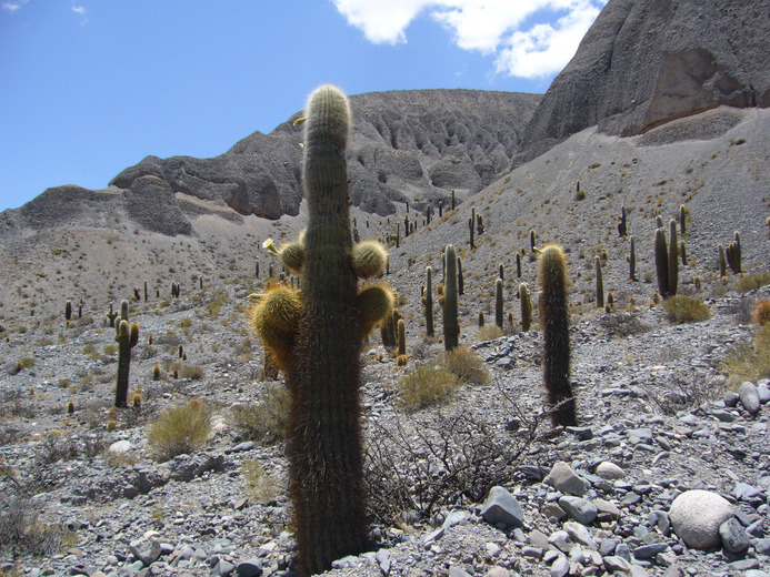 Image de Echinopsis atacamensis subsp. pasacana (F. A. C. Weber ex Rümpler) G. Navarro