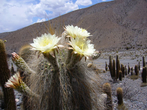 Image of Echinopsis atacamensis subsp. pasacana (F. A. C. Weber ex Rümpler) G. Navarro