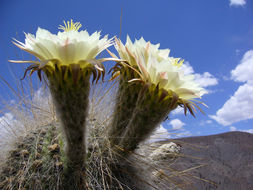 Image de Echinopsis atacamensis subsp. pasacana (F. A. C. Weber ex Rümpler) G. Navarro