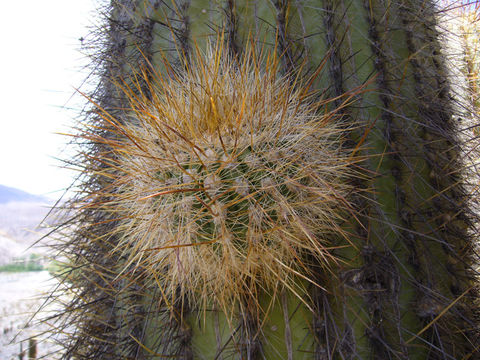 Image of Echinopsis atacamensis subsp. pasacana (F. A. C. Weber ex Rümpler) G. Navarro