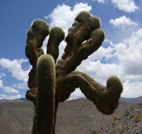 Image de Echinopsis atacamensis subsp. pasacana (F. A. C. Weber ex Rümpler) G. Navarro