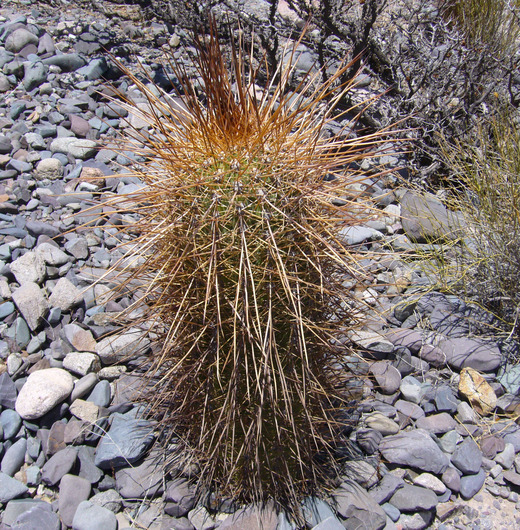 صورة Echinopsis atacamensis subsp. pasacana (F. A. C. Weber ex Rümpler) G. Navarro