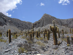 Image de Echinopsis atacamensis subsp. pasacana (F. A. C. Weber ex Rümpler) G. Navarro