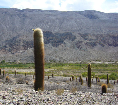 Image de Echinopsis atacamensis subsp. pasacana (F. A. C. Weber ex Rümpler) G. Navarro