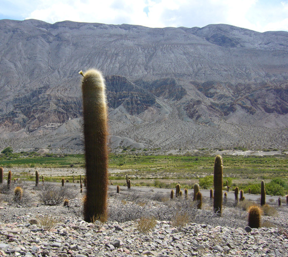 صورة Echinopsis atacamensis subsp. pasacana (F. A. C. Weber ex Rümpler) G. Navarro