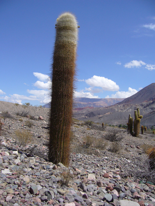 Image de Echinopsis atacamensis subsp. pasacana (F. A. C. Weber ex Rümpler) G. Navarro