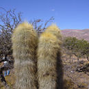 Image of <i>Echinopsis <i>tarijensis</i></i> ssp. tarijensis