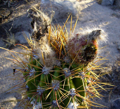 <i>Echinopsis pseudocandicans</i> resmi