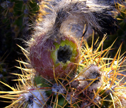 <i>Echinopsis pseudocandicans</i> resmi