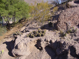 Image de <i>Echinopsis pseudocandicans</i>