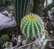 Imagem de Echinopsis schickendantzii F. A. C. Weber