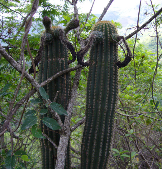 Image of Echinopsis schickendantzii F. A. C. Weber