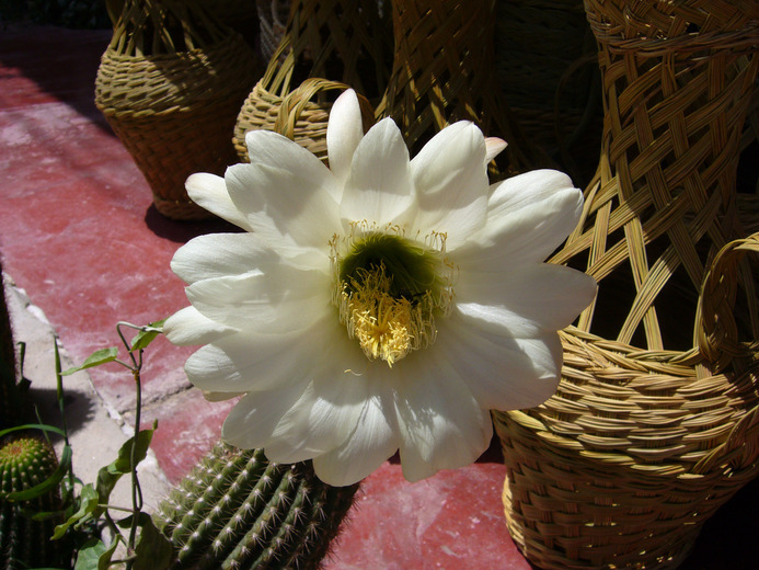 Imagem de Echinopsis schickendantzii F. A. C. Weber