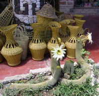 Imagem de Echinopsis schickendantzii F. A. C. Weber