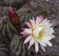 Imagem de Echinopsis schickendantzii F. A. C. Weber