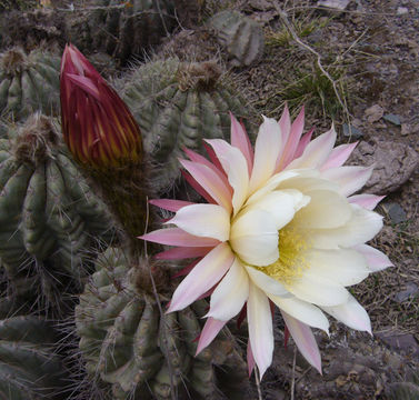 Image de Echinopsis schickendantzii F. A. C. Weber