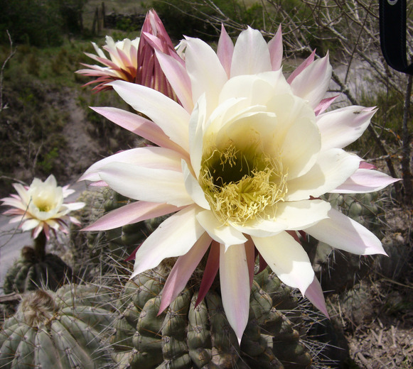 Image of Echinopsis schickendantzii F. A. C. Weber