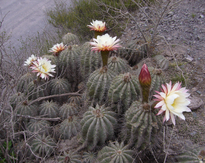 Imagem de Echinopsis schickendantzii F. A. C. Weber