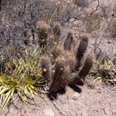 Image of Echinopsis strigosa (Salm-Dyck) H. Friedrich & G. D. Rowley