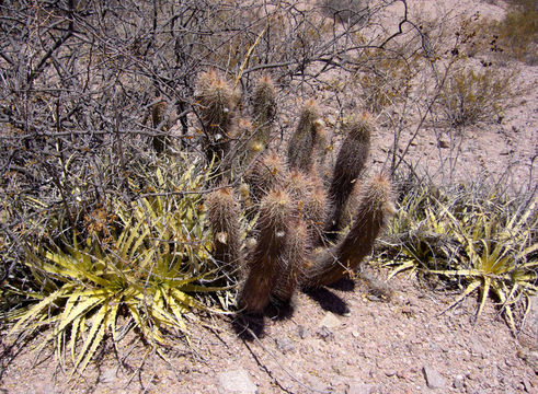 Image de Echinopsis strigosa (Salm-Dyck) H. Friedrich & G. D. Rowley