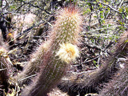 Image of Echinopsis strigosa (Salm-Dyck) H. Friedrich & G. D. Rowley