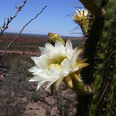 Image of Echinopsis terscheckii (J. Parm. ex Pfeiff.) H. Friedrich & G. D. Rowley