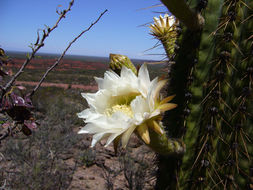 Image de Echinopsis terscheckii (J. Parm. ex Pfeiff.) H. Friedrich & G. D. Rowley