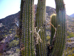 Image of Echinopsis terscheckii (J. Parm. ex Pfeiff.) H. Friedrich & G. D. Rowley