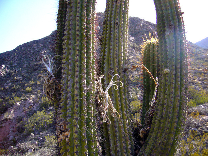 Image de Echinopsis terscheckii (J. Parm. ex Pfeiff.) H. Friedrich & G. D. Rowley