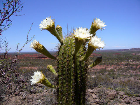 Image de Echinopsis terscheckii (J. Parm. ex Pfeiff.) H. Friedrich & G. D. Rowley