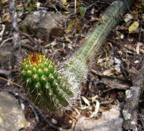 Image de Echinopsis thelegona (F. A. C. Weber) H. Friedrich & G. D. Rowley