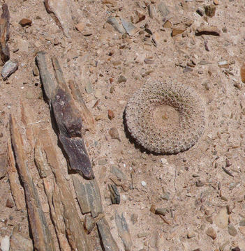 Image de Yavia cryptocarpa R. Kiesling & Piltz