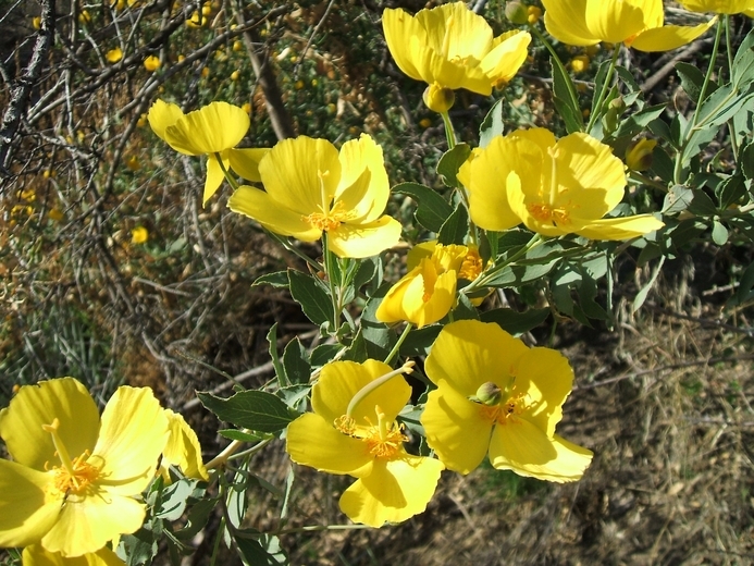 Image of tree poppy